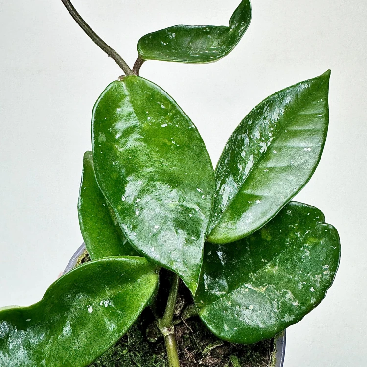 Hoya Silver Flake Hoja P9 #3