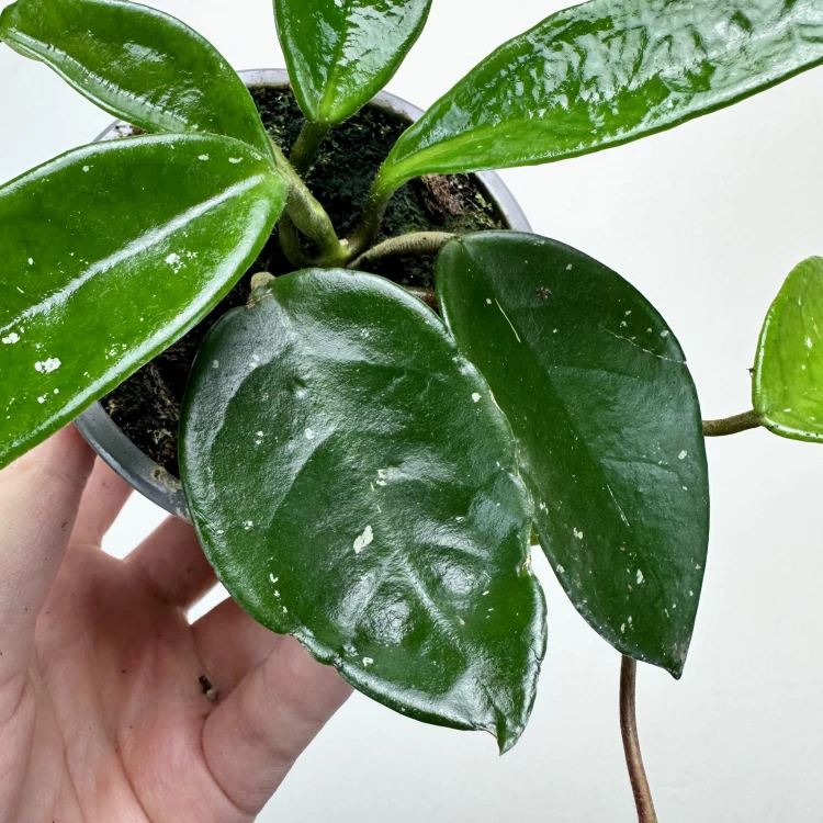 Hoya Silver Flake Hoja P9 #4