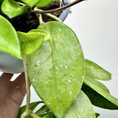 Hoya Silver Flake Hoja P19 wisząca #2