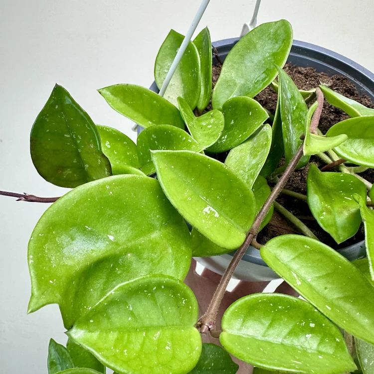 Hoya Silver Flake Hoja P19 wisząca #3