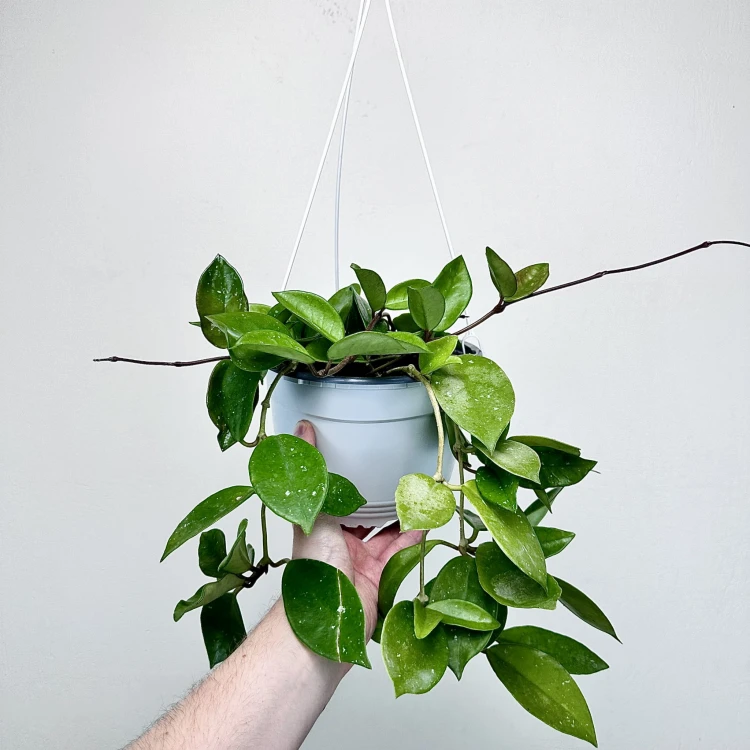 Hoya Silver Flake Hoja P19 wisząca #4