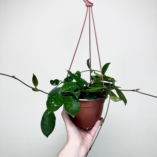 Hoya Silver Flake Hoja P17 wisząca #2