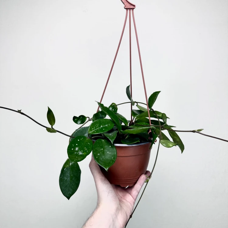 Hoya Silver Flake Hoja P17 wisząca #2