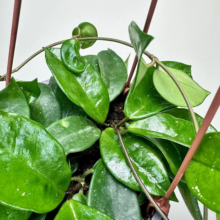 Hoya Silver Flake Hoja P17 wisząca #3
