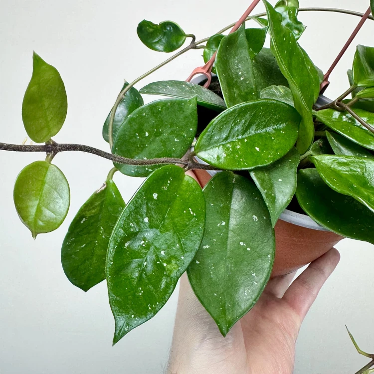 Hoya Silver Flake Hoja P17 wisząca #4