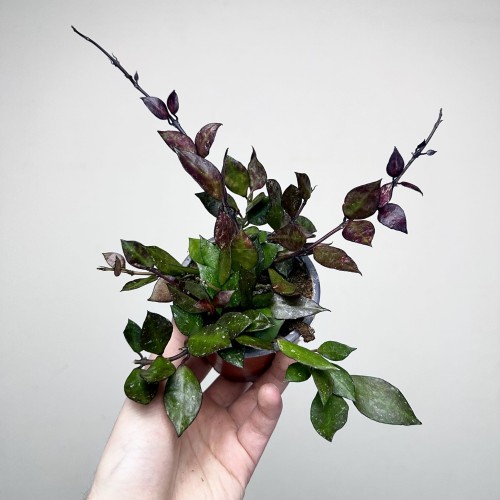 Hoya krohniana Black Leaves Hoja P9 #1