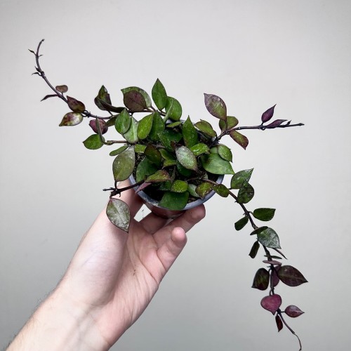 Hoya krohniana Black Leaves Hoja P9 #2