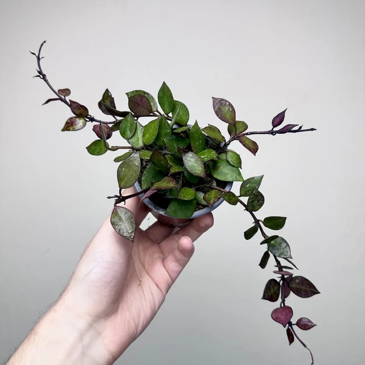 Hoya krohniana Black Leaves Hoja P9 #2