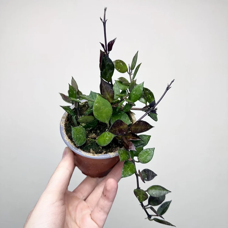 Hoya krohniana Black Leaves Hoja P9 #3
