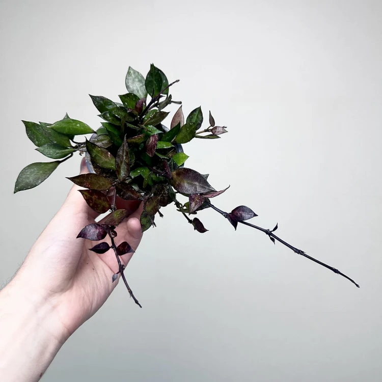 Hoya krohniana Black Leaves Hoja P9 #4