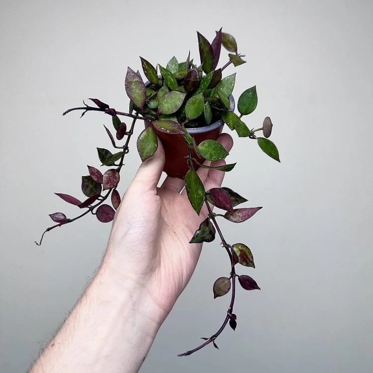 Hoya krohniana Black Leaves Hoja P9 #5