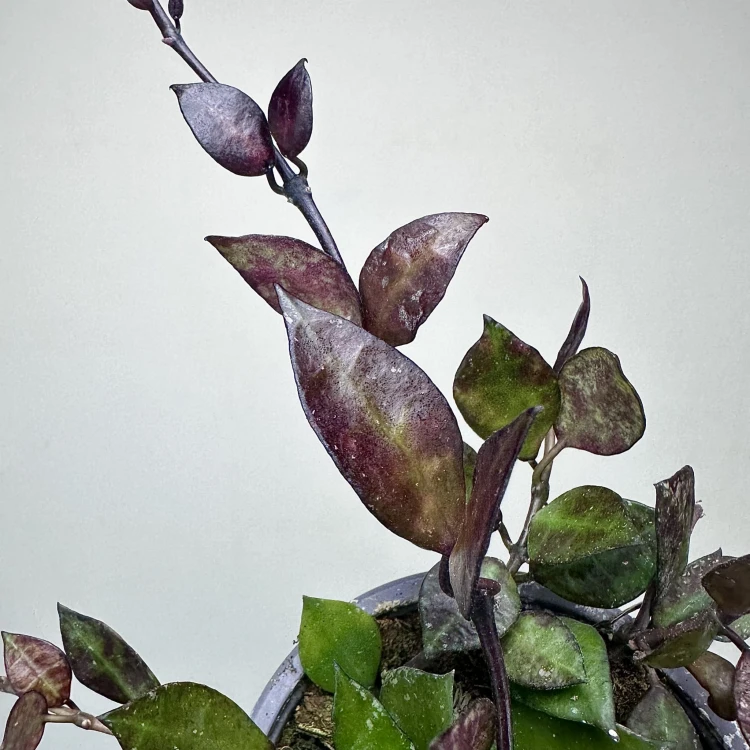 Hoya krohniana Black Leaves Hoja P9 #6