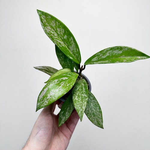 Hoya pubicalyx Splash Hoja P9 #2