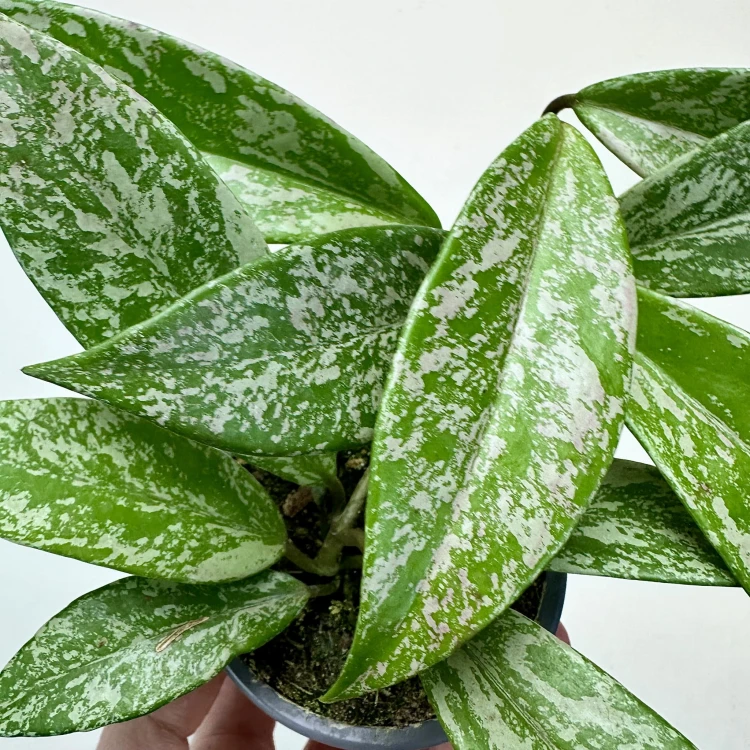 Hoya pubicalyx Splash Hoja P9 #3