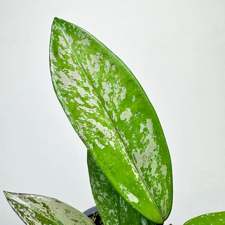 Hoya pubicalyx Splash Hoja P9 #4