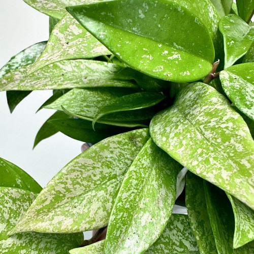 Hoya pubicalyx Splash Hoja P19 wisząca #2