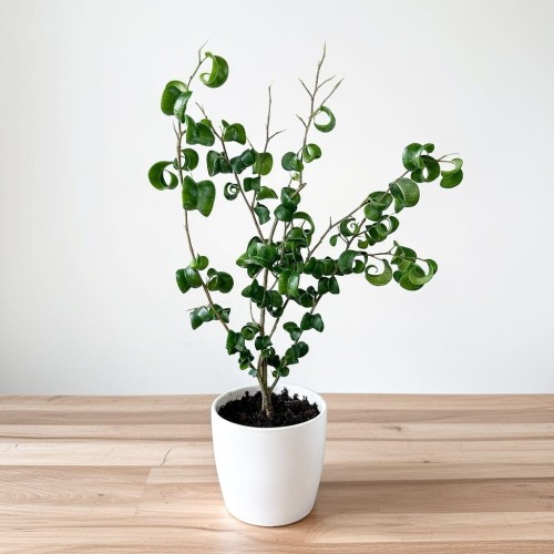Ficus Benjamina Barok Figowiec Fikus P9 #1