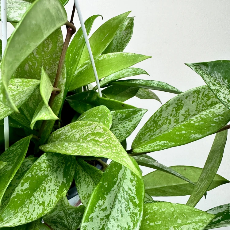 Hoya pubicalyx Splash Hoja P19 wisząca #3