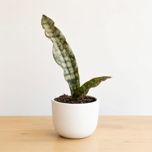 Sansevieria Star Canyon Granite Sansewieria P9 #1