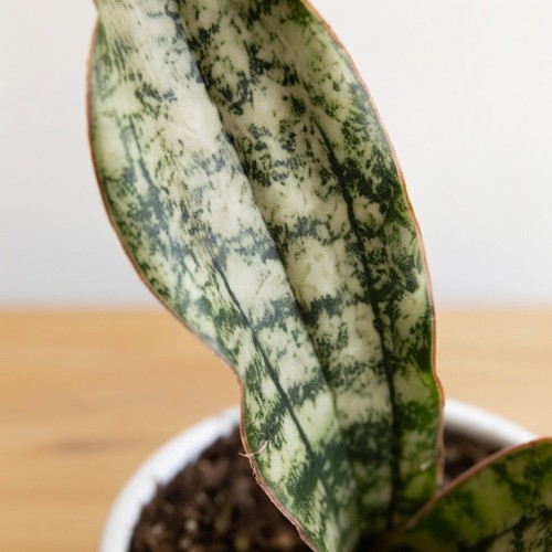 Sansevieria Star Canyon Granite Sansewieria P9 #2