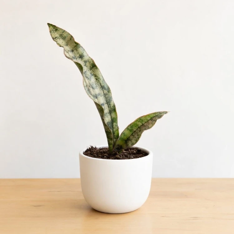 Sansevieria Star Canyon Granite Sansewieria P9 #3