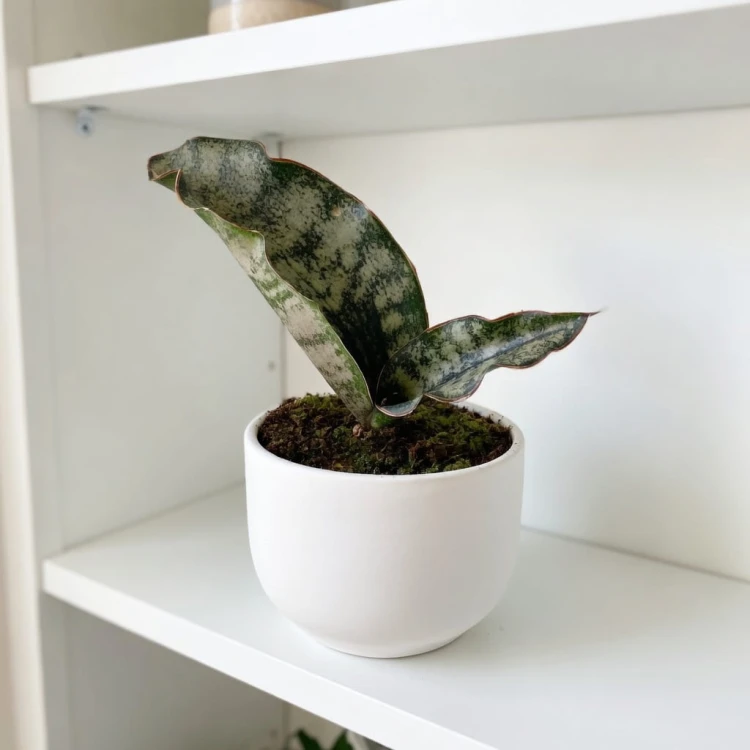Sansevieria Star Canyon Granite Sansewieria P9 #4