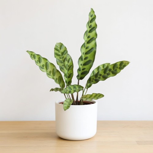 Calathea lancifolia Kalatea lancetolistna P9 #1
