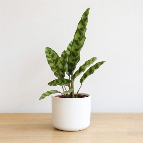 Calathea lancifolia Kalatea lancetolistna P9 #2