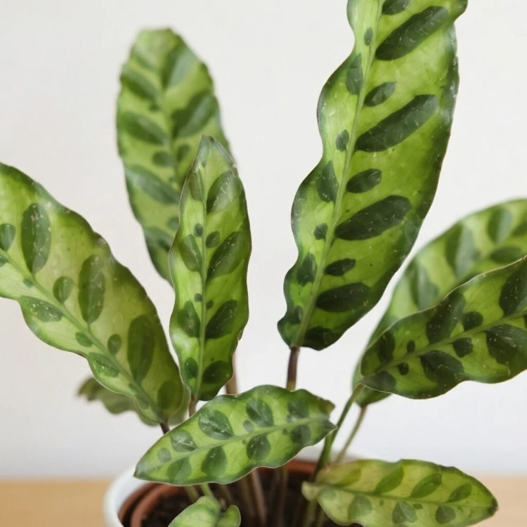 Calathea lancifolia Kalatea lancetolistna P9 #3