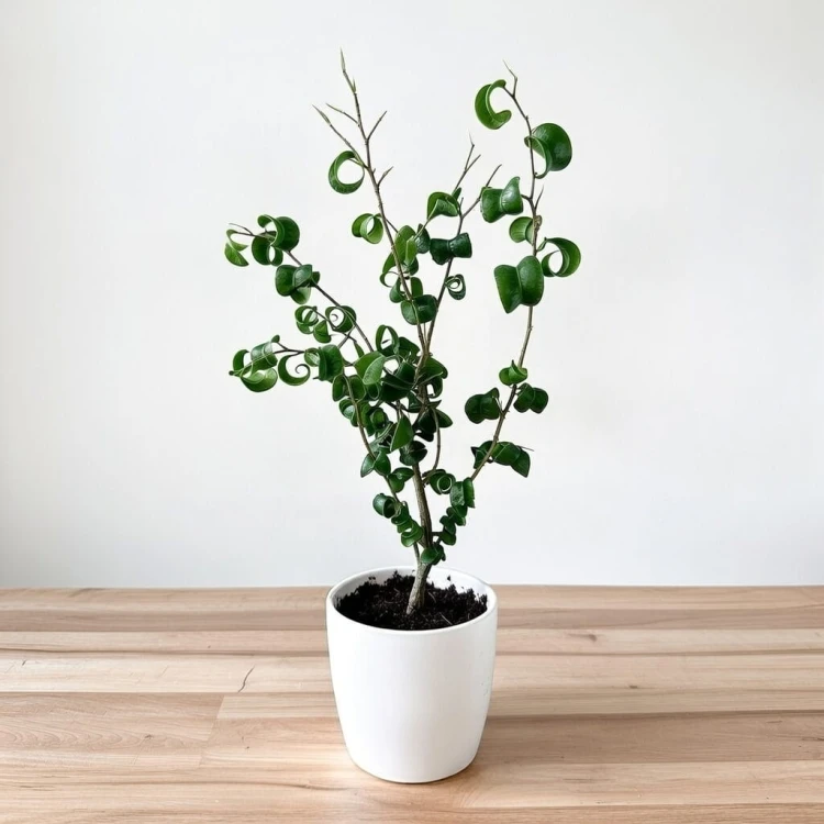 Ficus Benjamina Barok Figowiec Fikus P9 #2