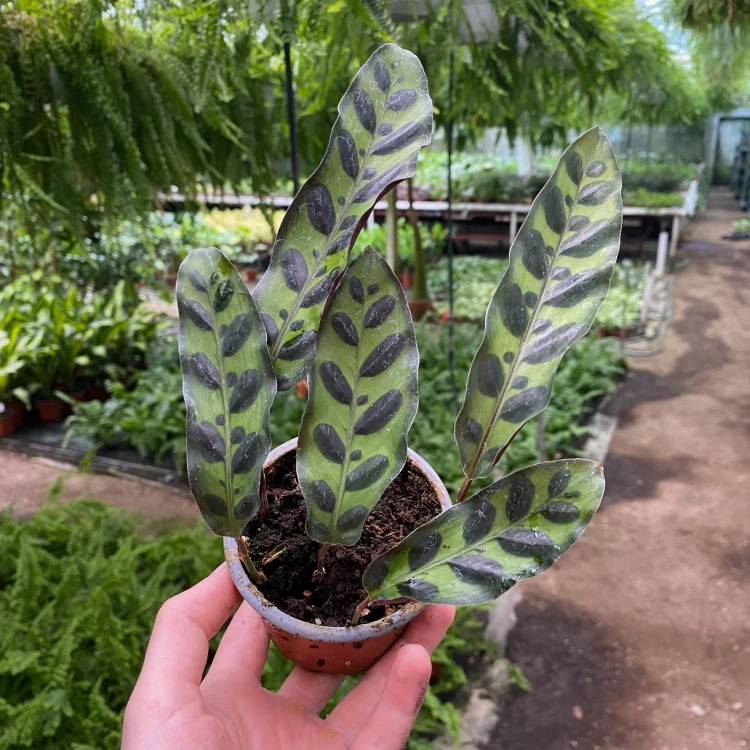 Calathea lancifolia Kalatea lancetolistna P9 #5