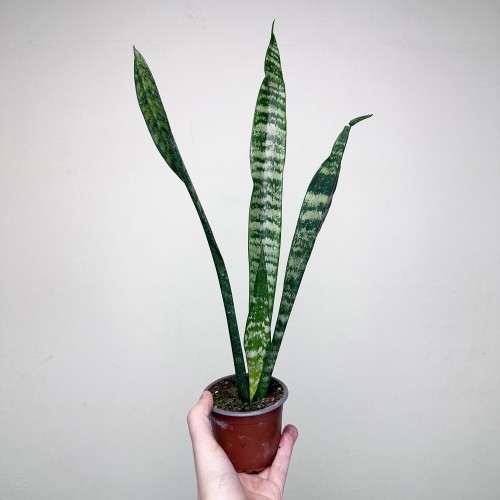 Sansewieria gwinejska Black Coral Sansevieria trifasciata P9 #1