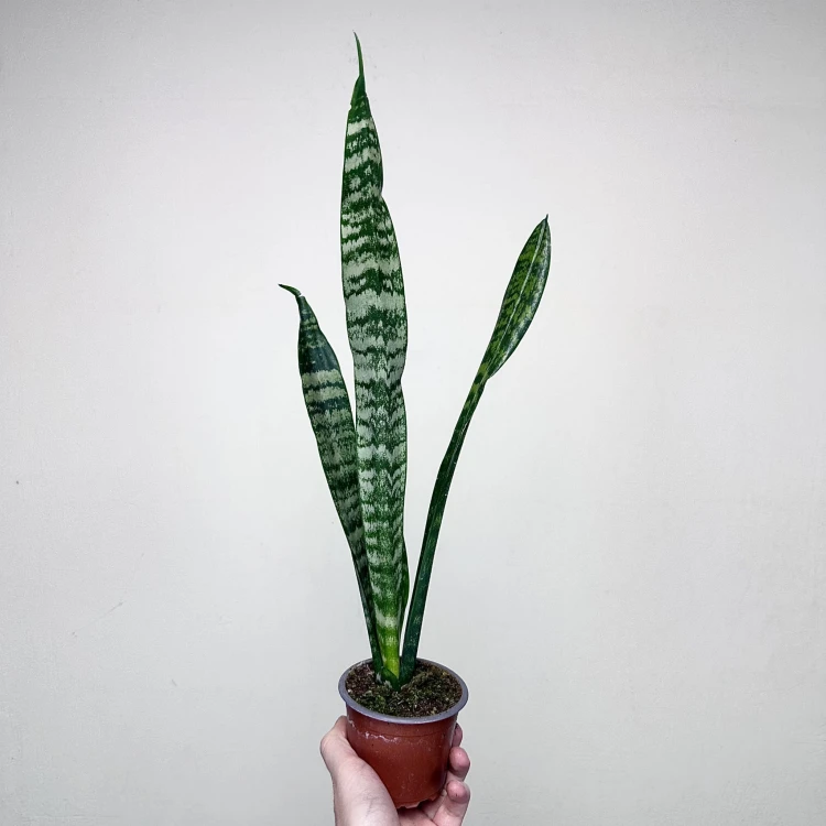 Sansewieria gwinejska Black Coral Sansevieria trifasciata P9 #2