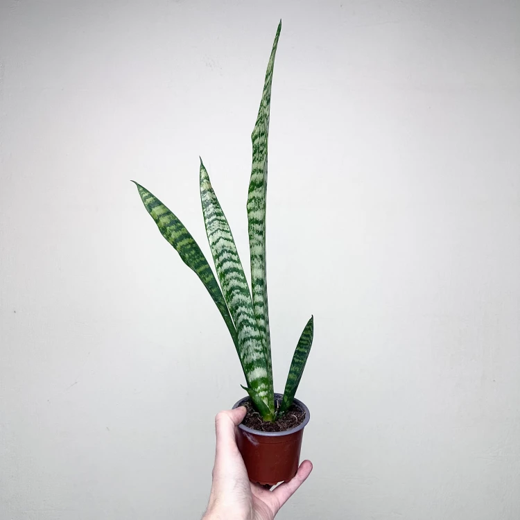 Sansewieria gwinejska Black Coral Sansevieria trifasciata P9 #3