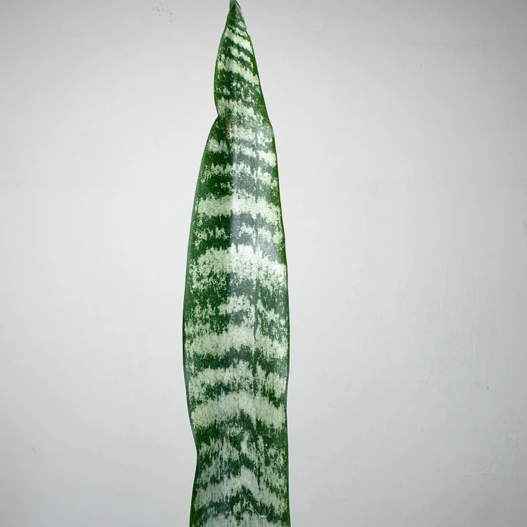 Sansewieria gwinejska Black Coral Sansevieria trifasciata P9 #4