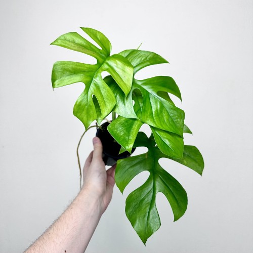 Monstera Minima Rhaphidophora tetrasperma P11 #1