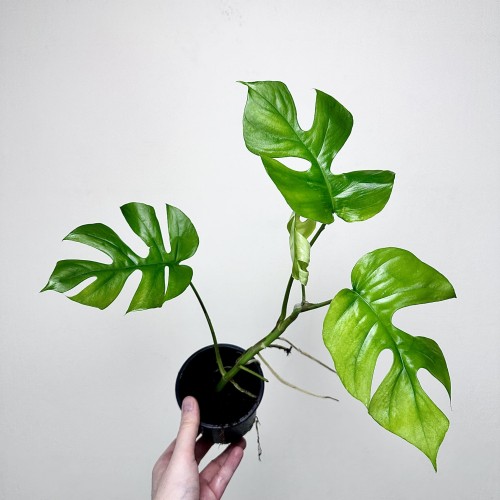 Monstera Minima Rhaphidophora tetrasperma P11 #2
