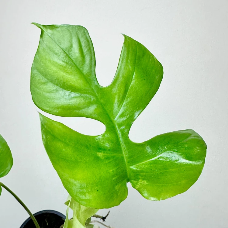 Monstera Minima Rhaphidophora tetrasperma P11 #3