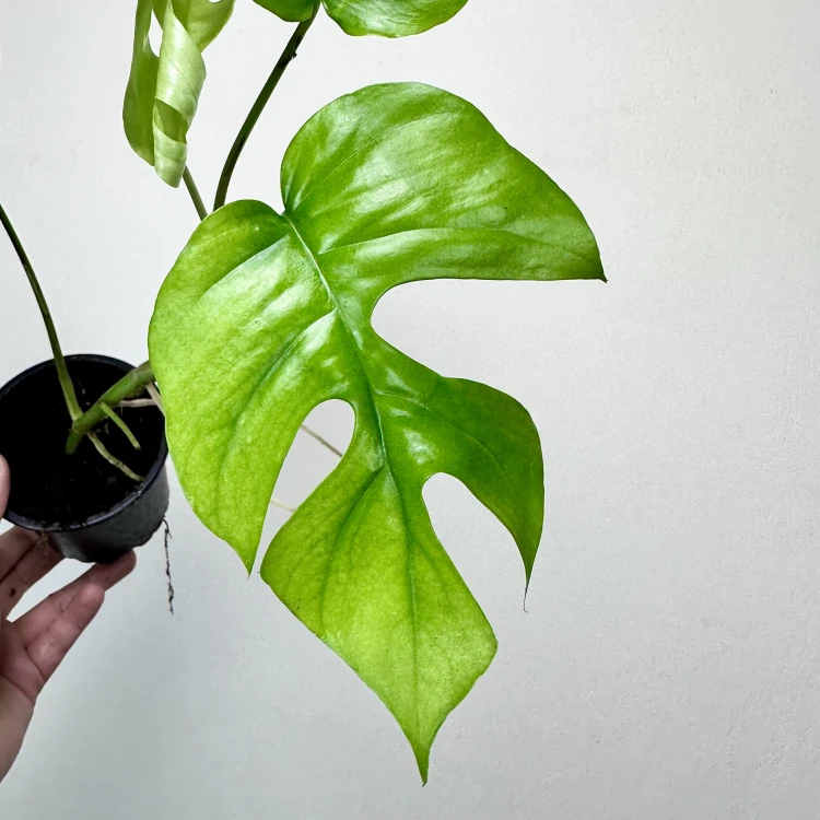 Monstera Minima Rhaphidophora tetrasperma P11 #4