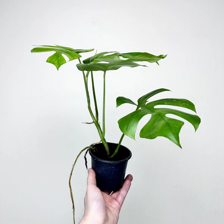 Monstera Minima Rhaphidophora tetrasperma P11 #5
