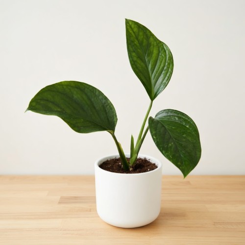 Monstera pinnatipartita P9 #1