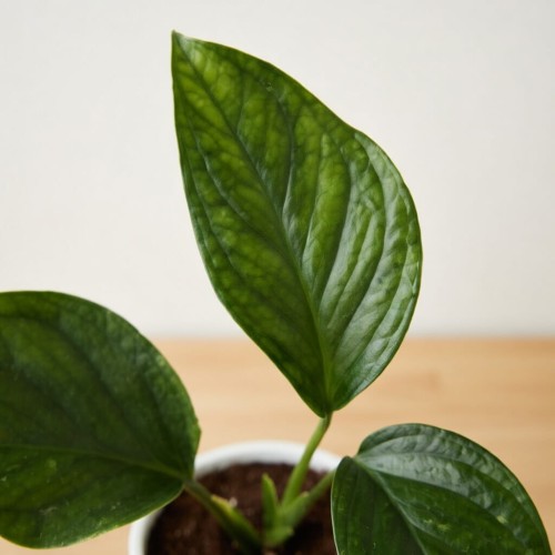 Monstera pinnatipartita P9 #2