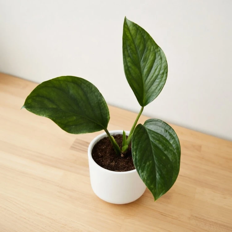 Monstera pinnatipartita P9 #3