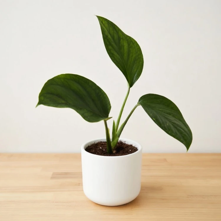 Monstera pinnatipartita P9 #4