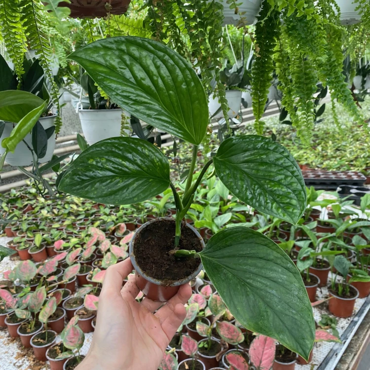 Monstera pinnatipartita P9 #6