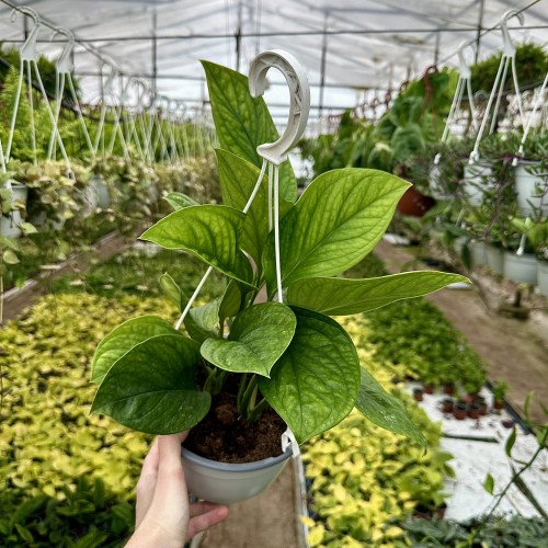 Monstera pinnatipartita P19 wisząca #1