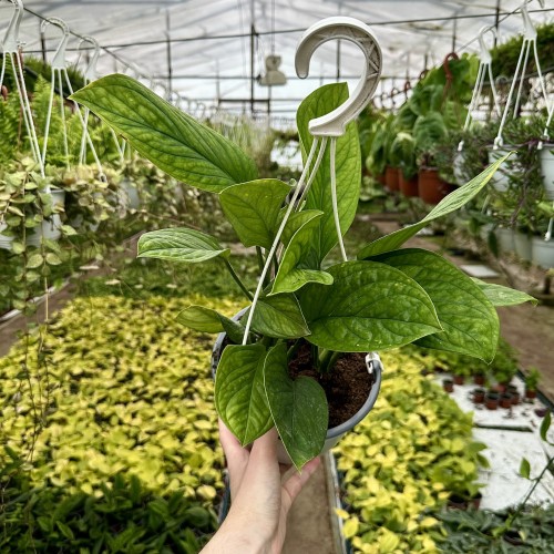 Monstera pinnatipartita P19 wisząca #2