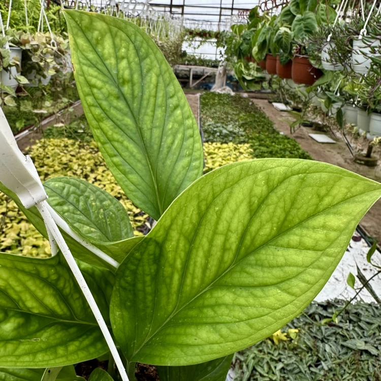 Monstera pinnatipartita P19 wisząca #3