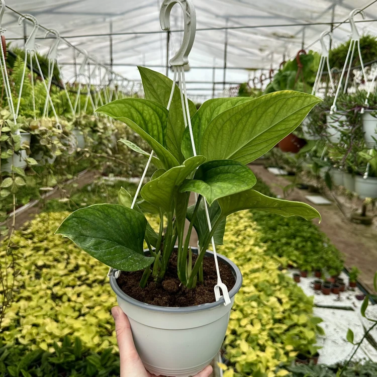 Monstera pinnatipartita P19 wisząca #4