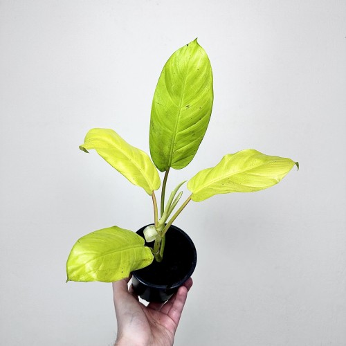 Philodendron Malaya Gold Filodendron P11 #1